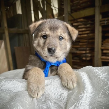 Собаки в добрые руки - Барон