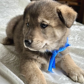 Собаки в добрые руки - Барон - 1