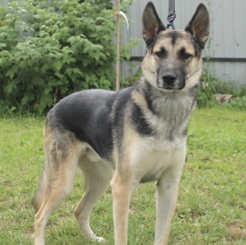 Собаки в добрые руки - Джек