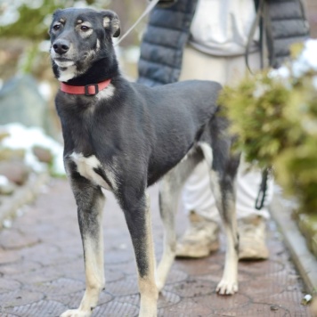 Собаки в добрые руки - Лилу
