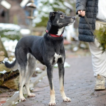 Собаки в добрые руки - Лилу - 1