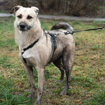 Собаки в добрые руки - Честер