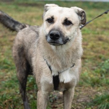 Собаки в добрые руки - Честер - 1