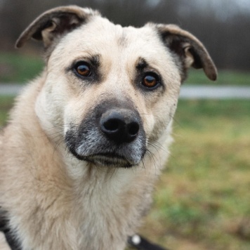 Собаки в добрые руки - Честер - 2