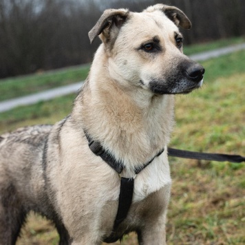 Собаки в добрые руки - Честер - 3