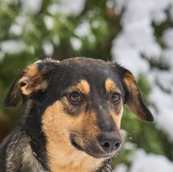 Милка - Собаки в добрые руки