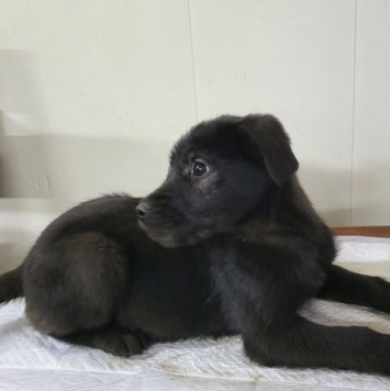 Собаки в добрые руки - Багира