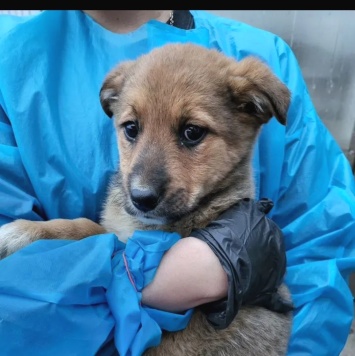 Собаки в добрые руки - Багира - 1