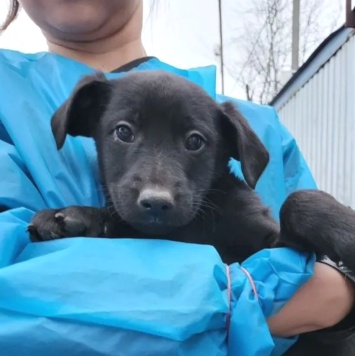 Собаки в добрые руки - Багира - 2