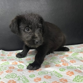 Собаки в добрые руки - Багира - 3