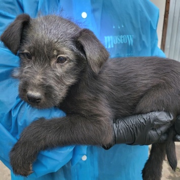 Собаки в добрые руки - Багира - 4