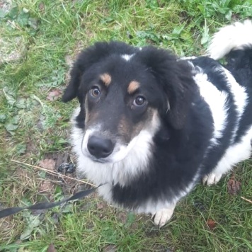 Бернар - Собаки в добрые руки