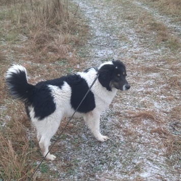 Собаки в добрые руки - Бернар - 1