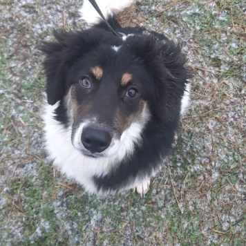 Собаки в добрые руки - Бернар - 2