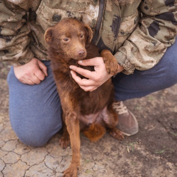 Собаки в добрые руки - Медведка - 4