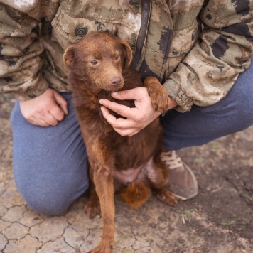 Собаки в добрые руки - Медведка