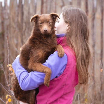 Собаки в добрые руки - Медведка - 2