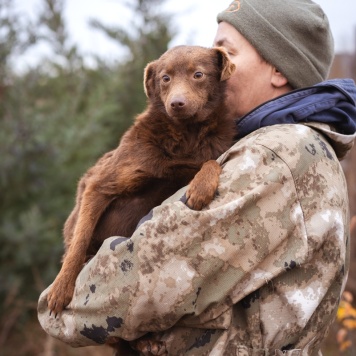 Собаки в добрые руки - Медведка - 3