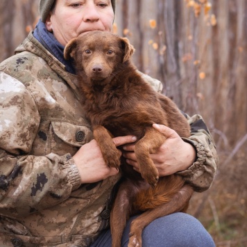 Собаки в добрые руки - Медведка