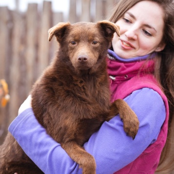 Собаки в добрые руки - Медведка - 1