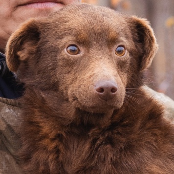 Собаки в добрые руки - Медведка - 2