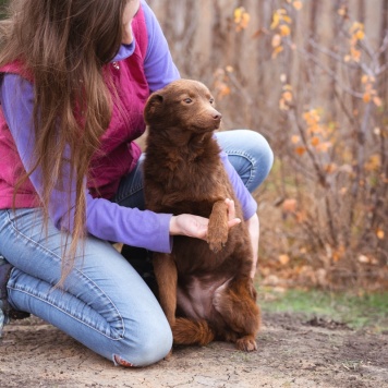 Собаки в добрые руки - Медведка - 3