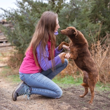 Собаки в добрые руки - Медведка - 4