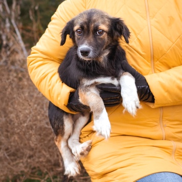 Собаки в добрые руки - Муха - 3