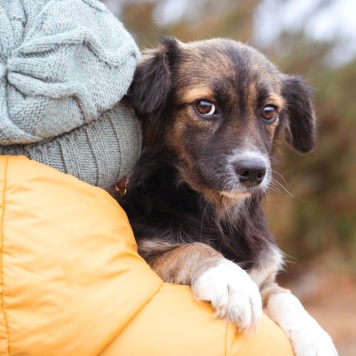 Собаки в добрые руки - Муха - 1