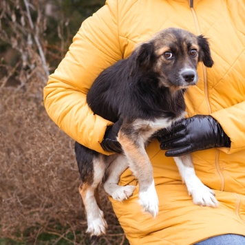 Собаки в добрые руки - Муха - 2