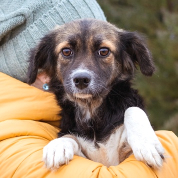 Собаки в добрые руки - Муха - 4