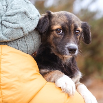 Собаки в добрые руки - Муха