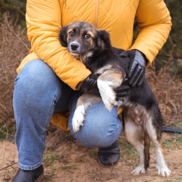 Собаки в добрые руки - Муха - 3