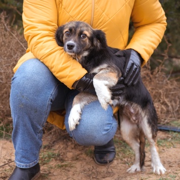 Собаки в добрые руки - Муха - 2