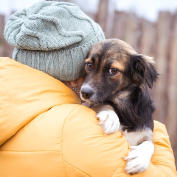 Собаки в добрые руки - Муха - 4