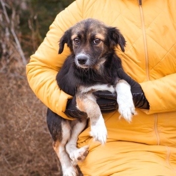 Собаки в добрые руки - Муха