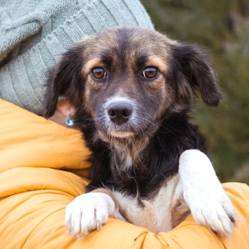 Собаки в добрые руки - Муха - 2