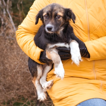 Собаки в добрые руки - Муха - 3