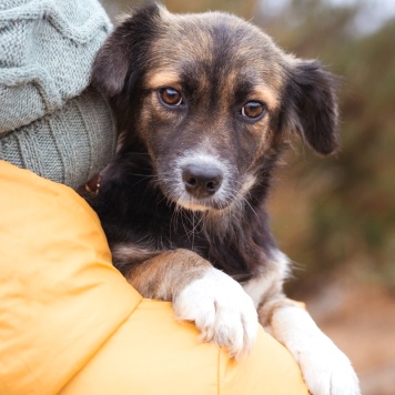 Собаки в добрые руки - Муха - 4