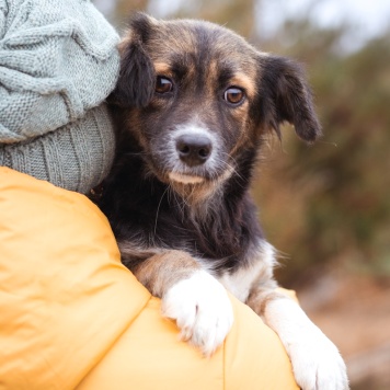 Собаки в добрые руки - Муха - 2