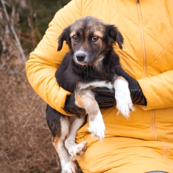 Собаки в добрые руки - Муха - 3
