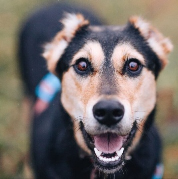 Молли - Собаки в добрые руки