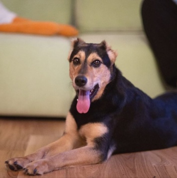 Собаки в добрые руки - Молли - 2