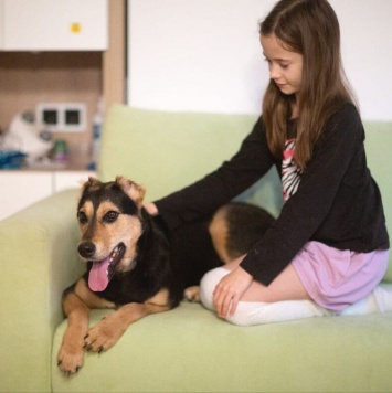 Собаки в добрые руки - Молли - 3