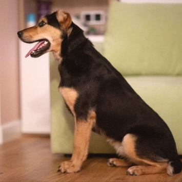 Собаки в добрые руки - Молли - 4