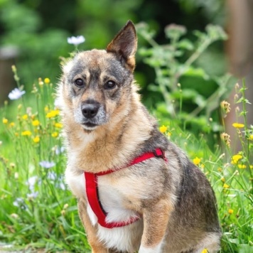 Собаки в добрые руки - Кармен