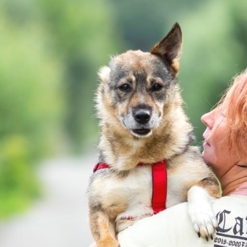 Собаки в добрые руки - Кармен - 1