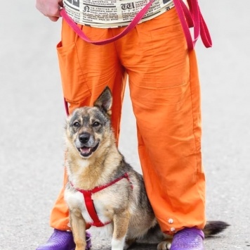 Собаки в добрые руки - Кармен - 2