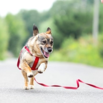 Собаки в добрые руки - Кармен - 4