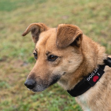 Собаки в добрые руки - Родион